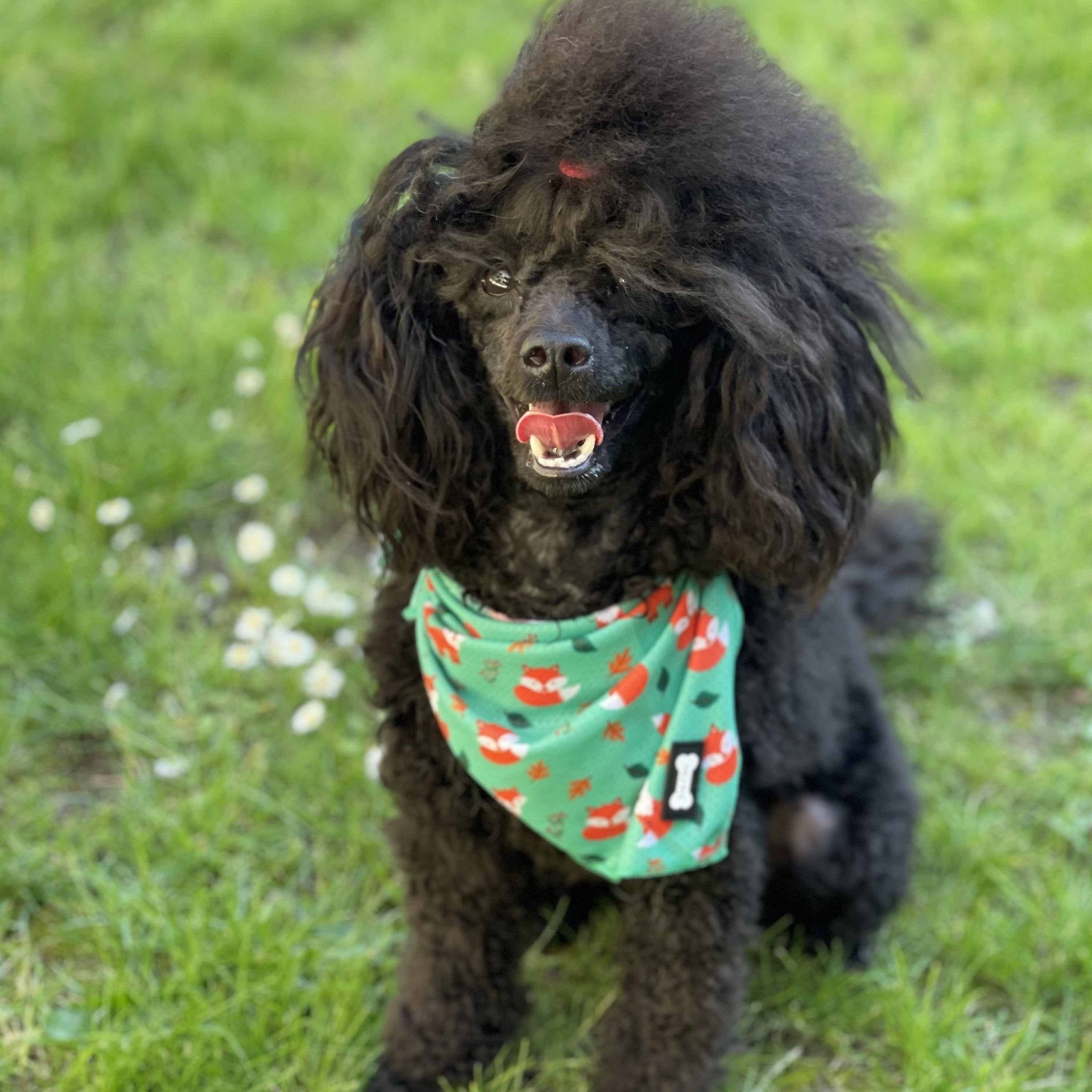 Inquisitive Fox Cooling Bandana - Pup Chic Boutique