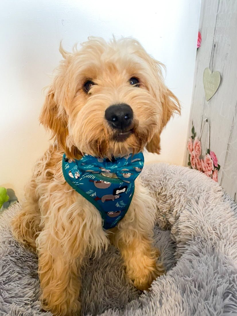 Lazy Sloth Puppy Harness – XXS Size for Tiny Breeds 🦥💚 - Pup Chic Boutique