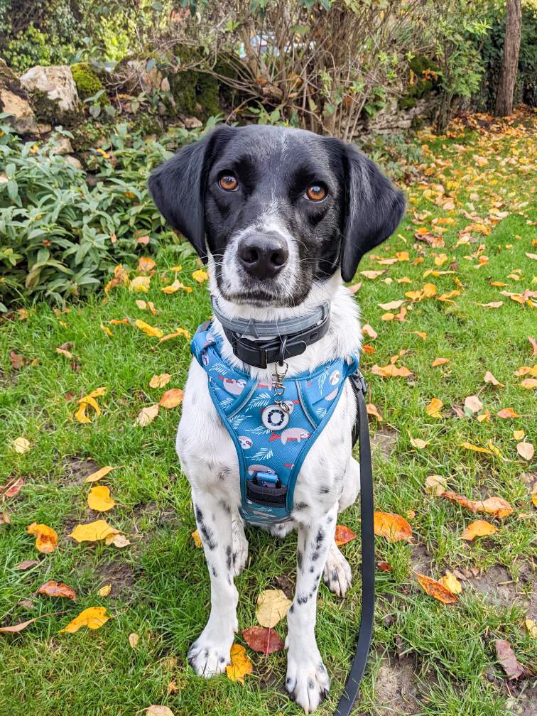 Lazy Sloth Tactical Dog Harness - Pup Chic Boutique