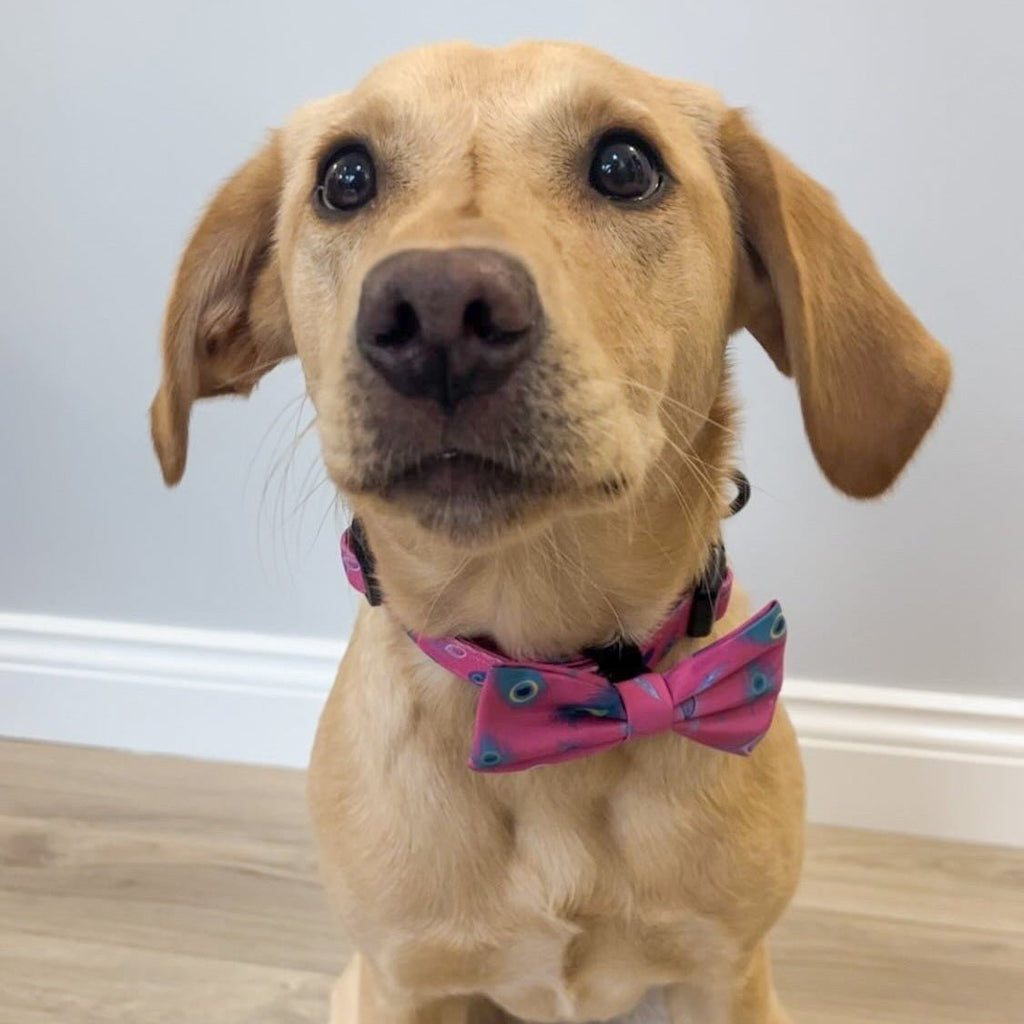 Peacock Power Dog Collar: Stylish, Durable, and Comfortable for Your Dog - Pup Chic Boutique