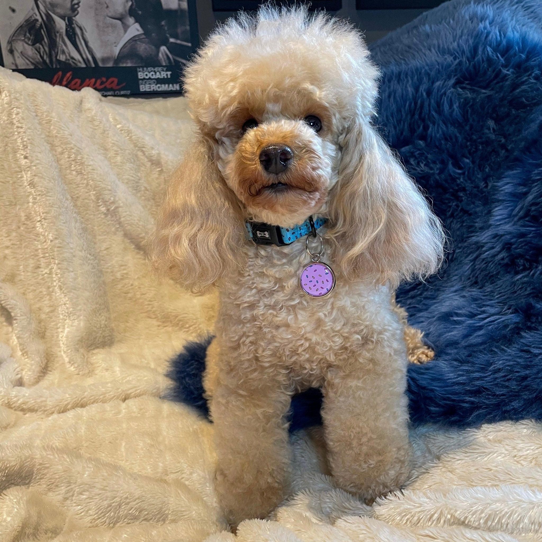 Sprinkles For Days Collar - pink or blue sprinkles dog collar - Pup Chic Boutique