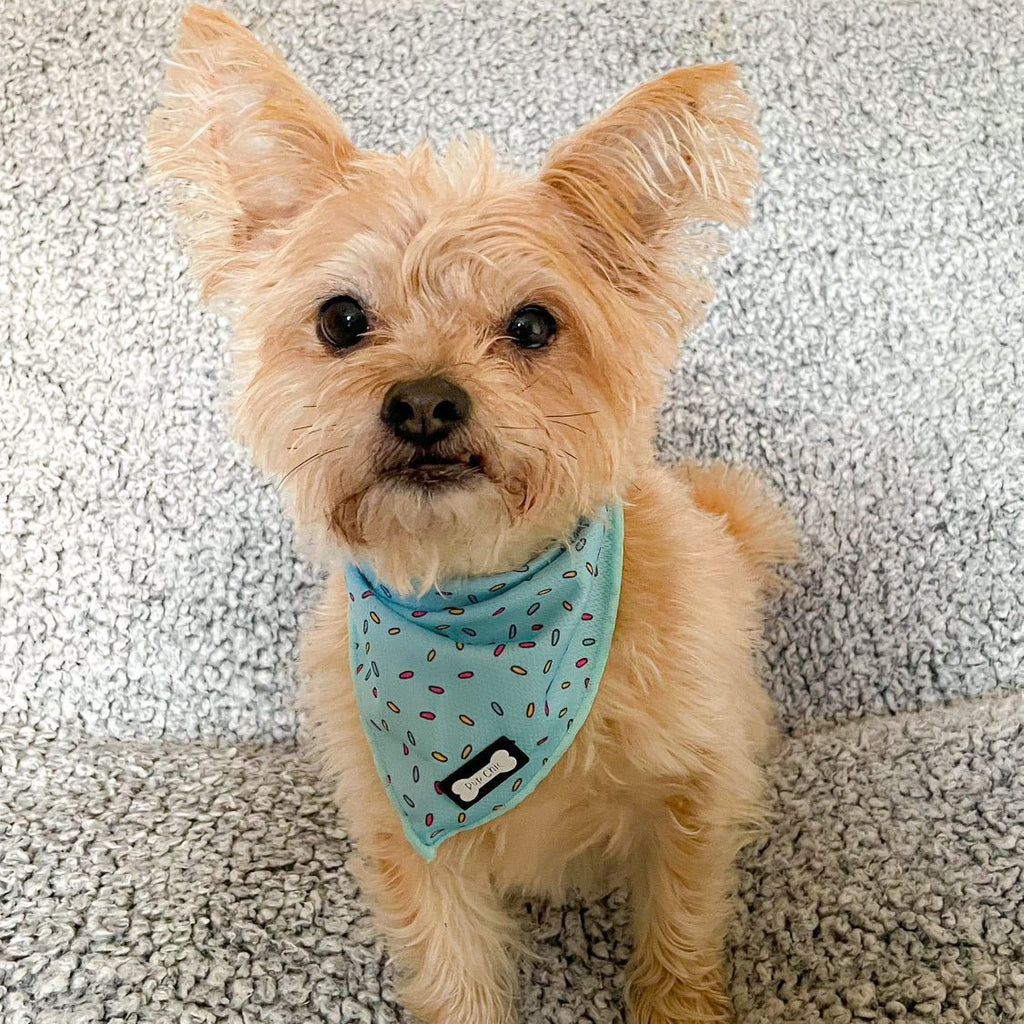 Sprinkles For Days Cooling Bandana - Blue - Pup Chic Boutique