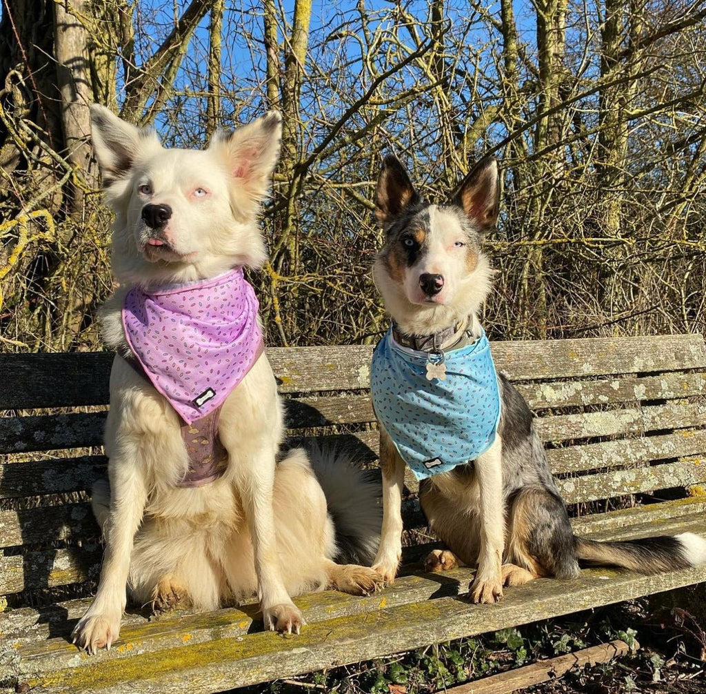 Sprinkles For Days Cooling Bandana - Blue - Pup Chic Boutique