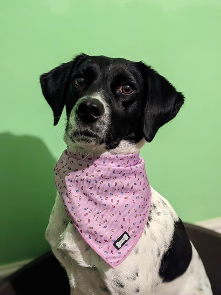 Sprinkles For Days Cooling Bandana - Pink - Pup Chic Boutique