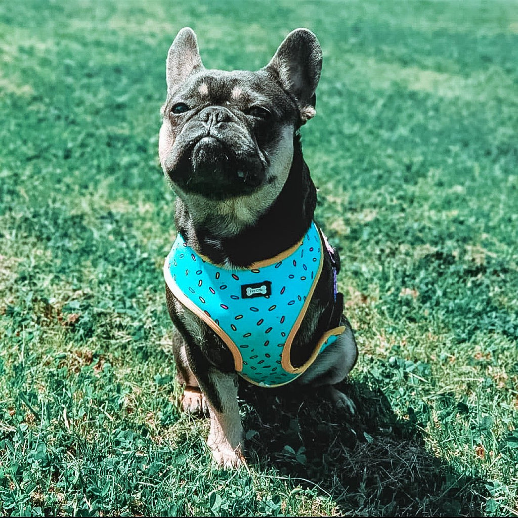 Sprinkles for Days reversible harness - Pup Chic Boutique