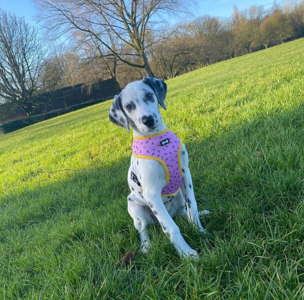 Sprinkles for Days reversible harness - Pup Chic Boutique