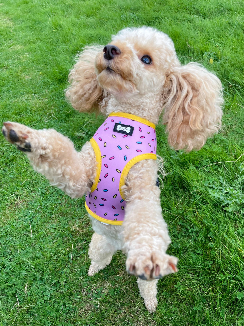 Sprinkles for Days reversible harness - Pup Chic Boutique