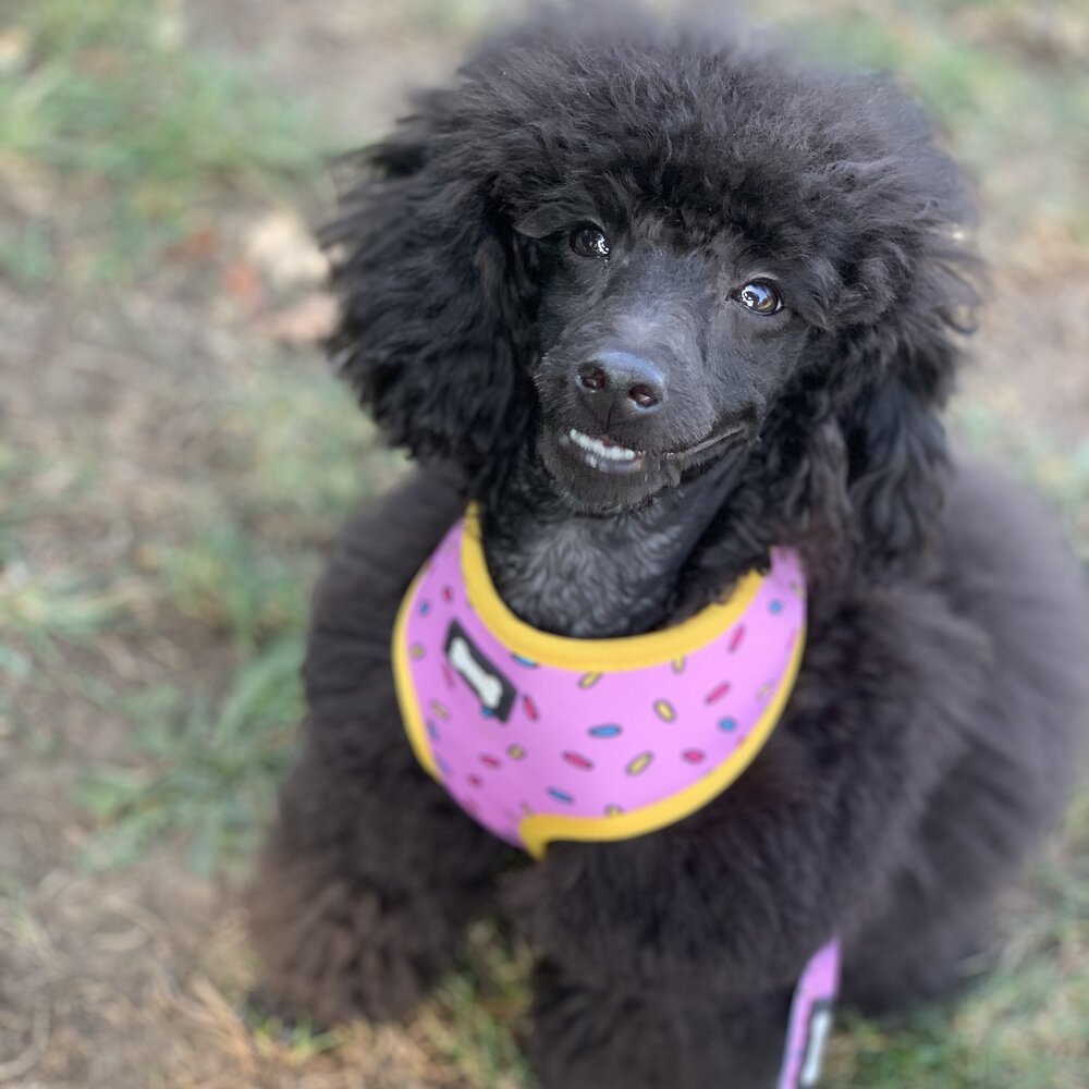 Sprinkles for Days reversible harness - Pup Chic Boutique