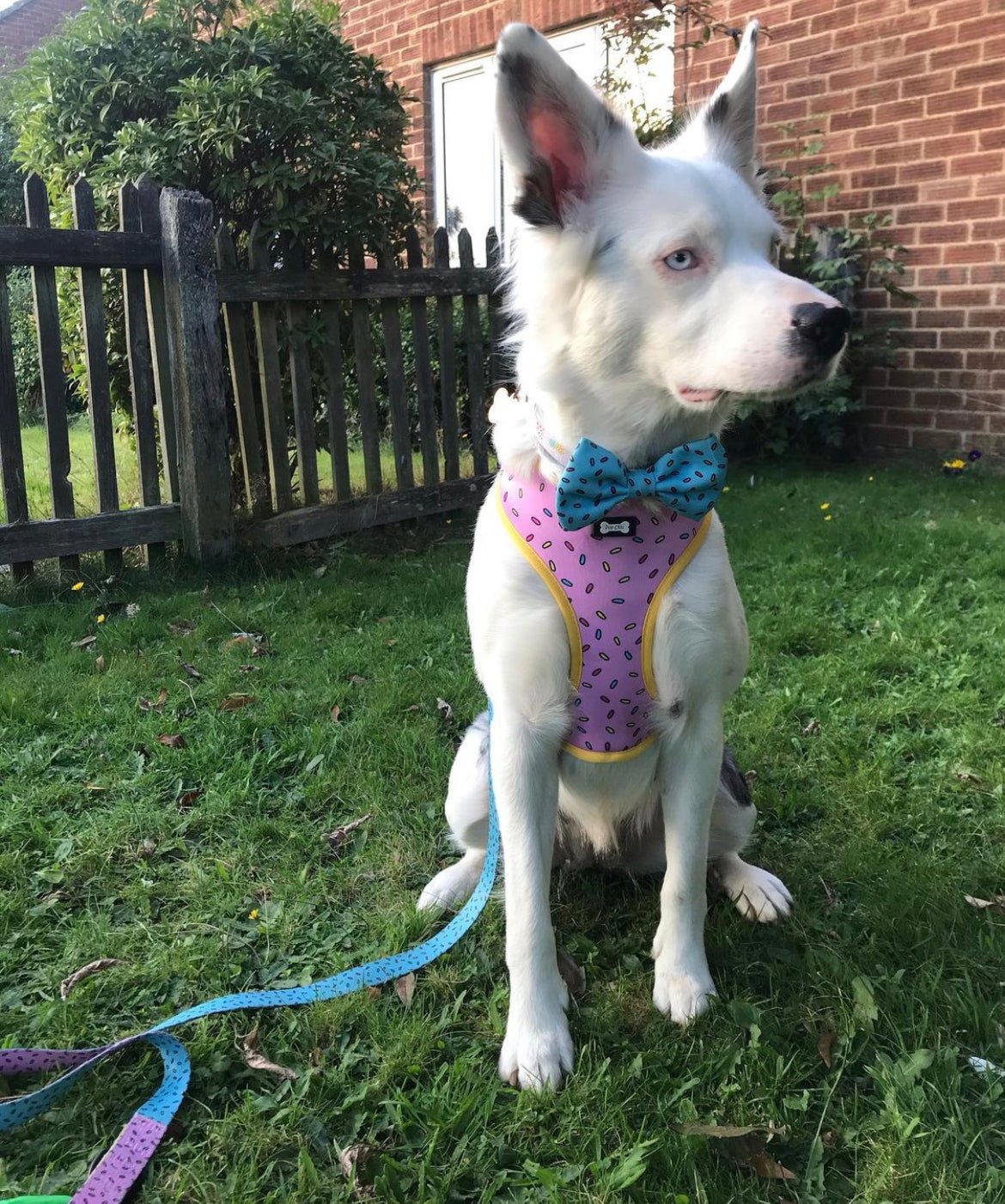 Sprinkles for Days reversible harness - Pup Chic Boutique