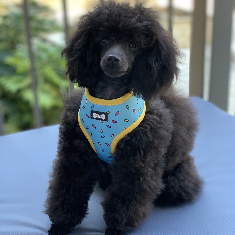 Sprinkles for Days reversible harness - Pup Chic Boutique