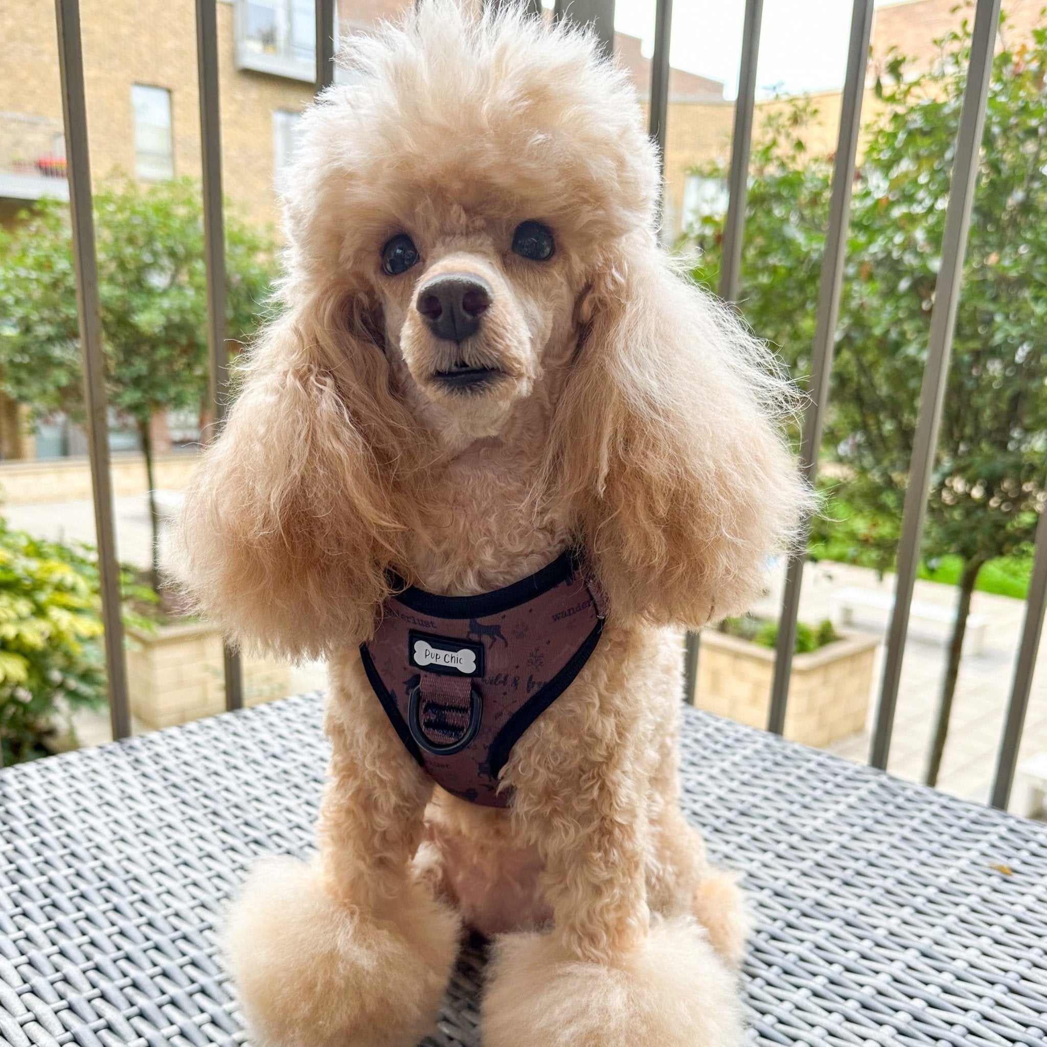 Wanderlust adjustable step - in harness - XXS puppy harness - Pup Chic Boutique