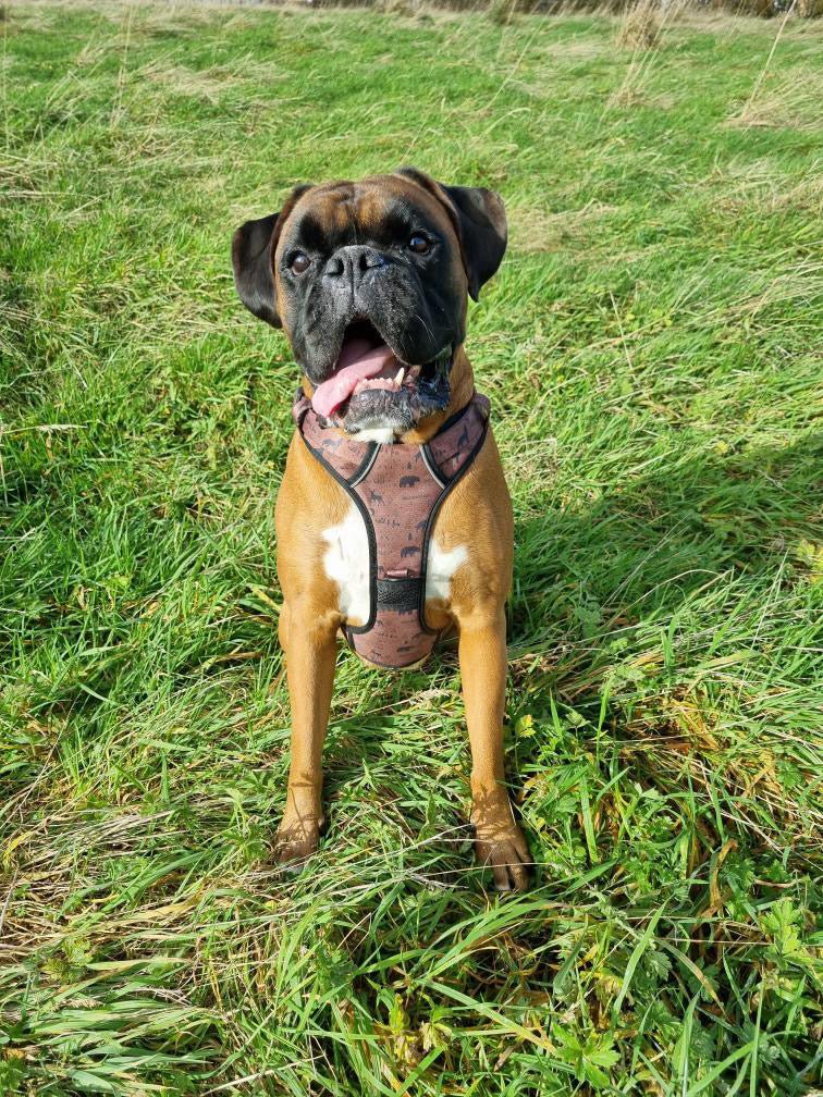 Wanderlust Tuff Stuff harness - no pull harness with handle - Pup Chic Boutique