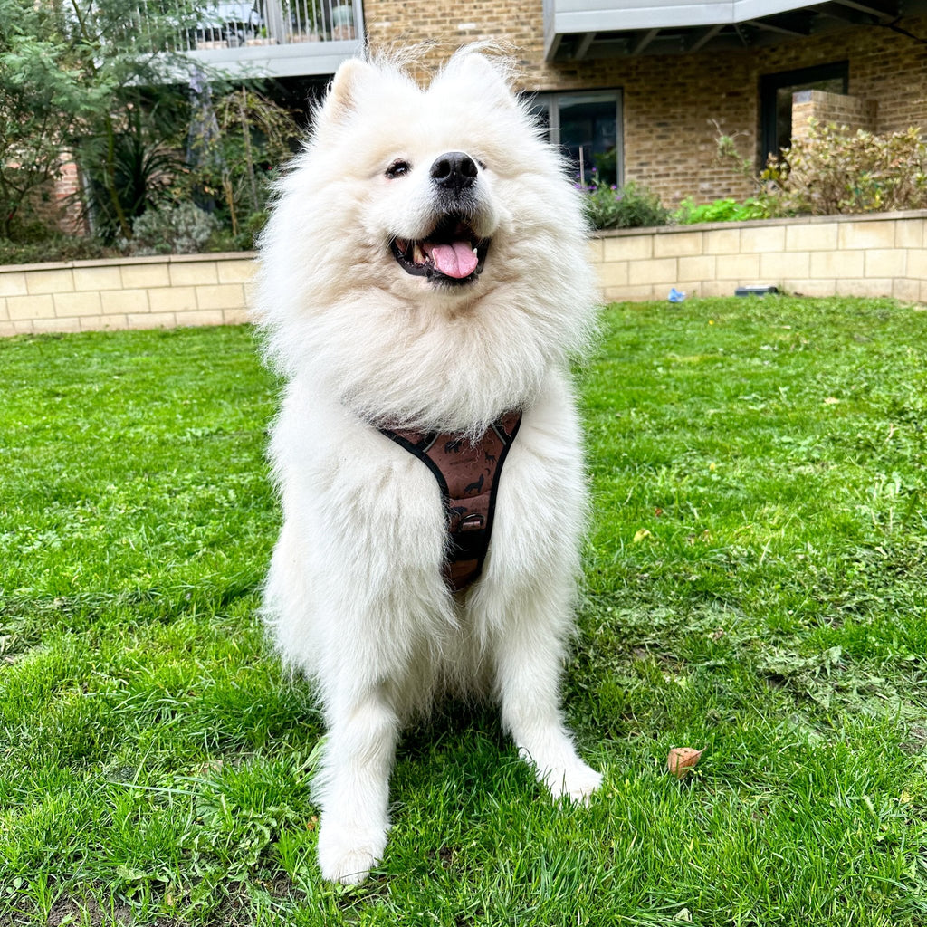 Wanderlust Tuff Stuff harness - no pull harness with handle - Pup Chic Boutique